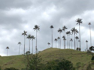 Bosque De Palma De Cera La Samaria景点图片