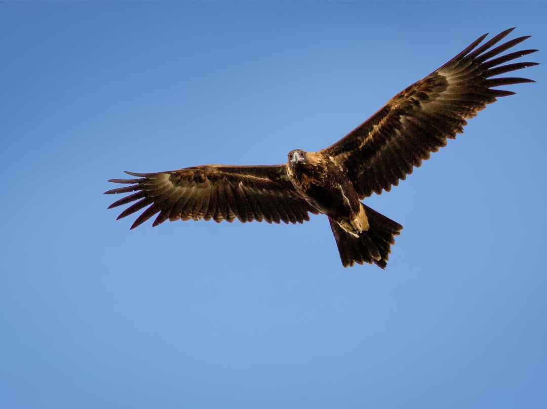 Goulburn River Scenic Drift Boat Trips-Alexandra必去景点