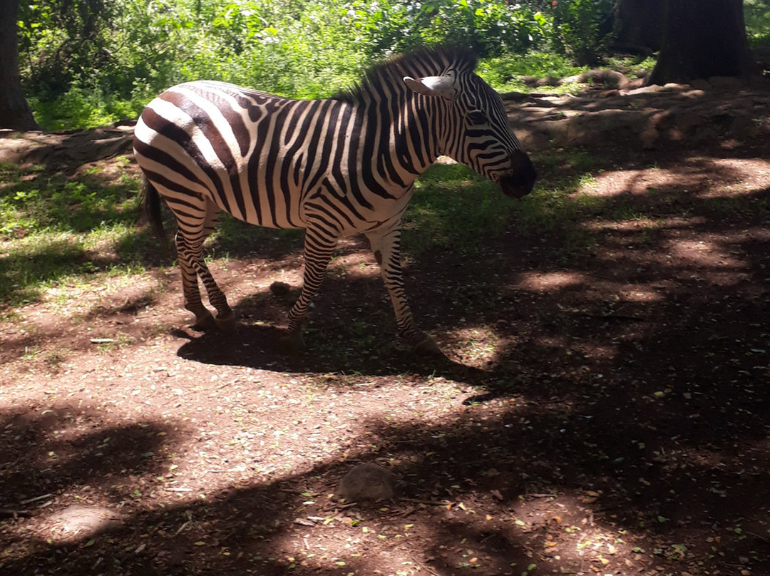 Kisumu Impala Sanctuary-基苏木必去景点