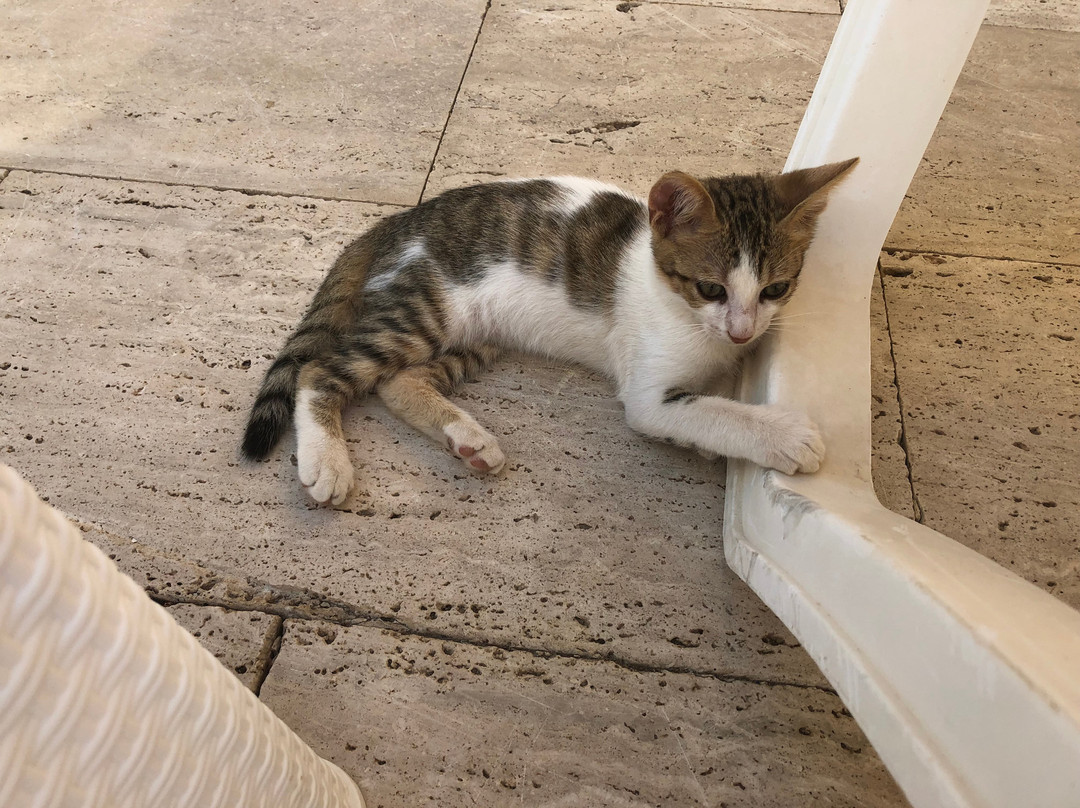 LA Hotel & Resort主图