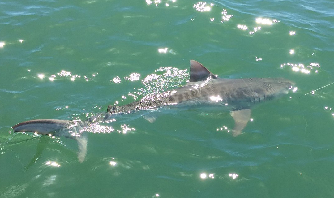Shark Infested Charters LLC景点图片