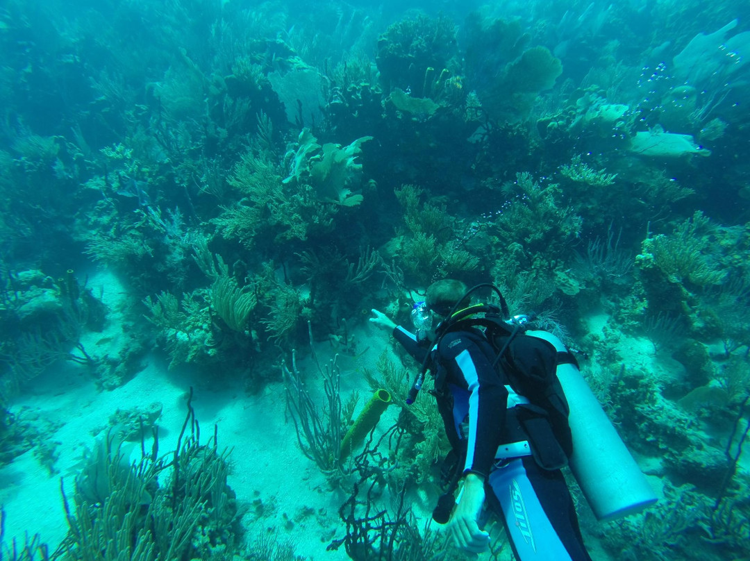 Corales Punta Rusia Scuba Diving & Snorkeling景点图片