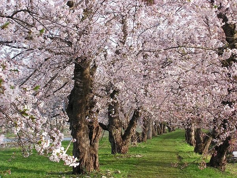 Hotel B4T Kakunodate主图