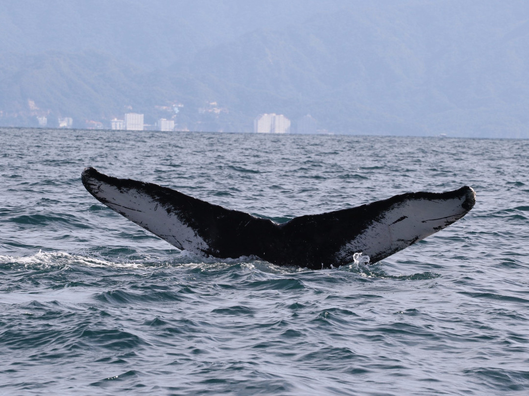 Eco Explorer Whale Watching景点图片