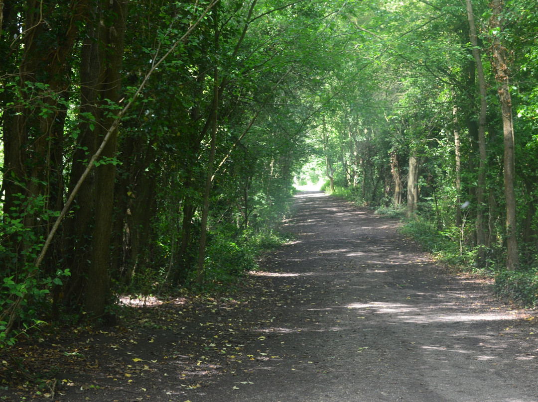 Clare Castle Country Park景点图片