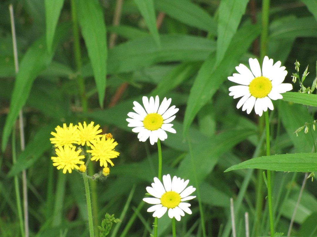 马里斯维尔旅游景点-Blues Creek Preserve