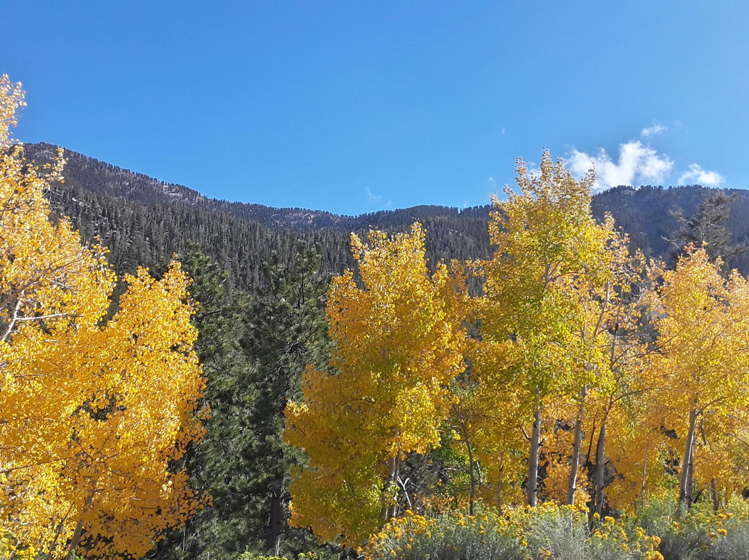 Las Vegas D-Tours-拉斯维加斯必去景点