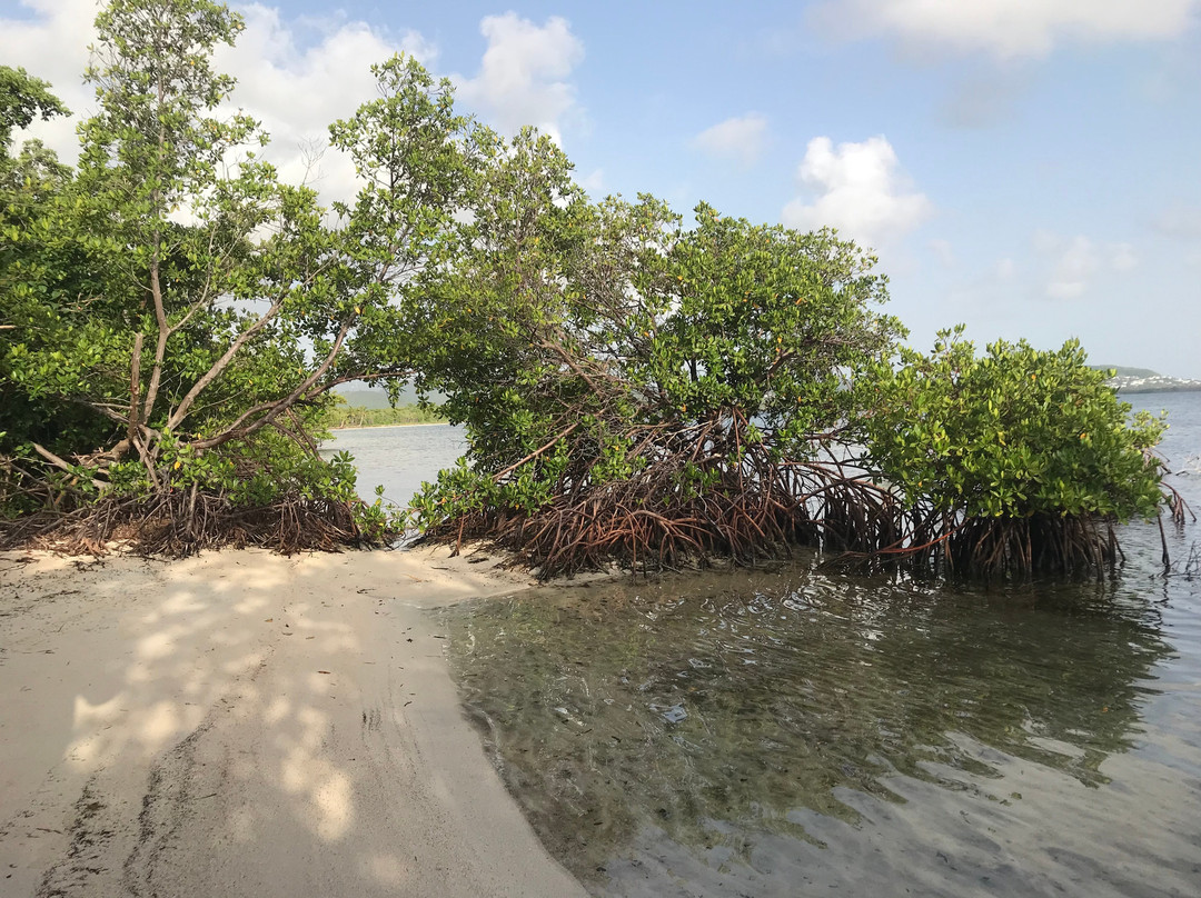 Playa Los Machos-Ceiba必去景点