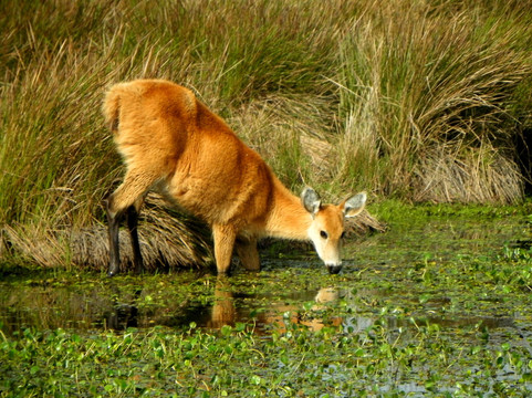 Reserva Provincial San Nicolás