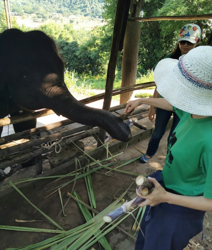 Woody Elephant Sanctuary-夜登必去景点