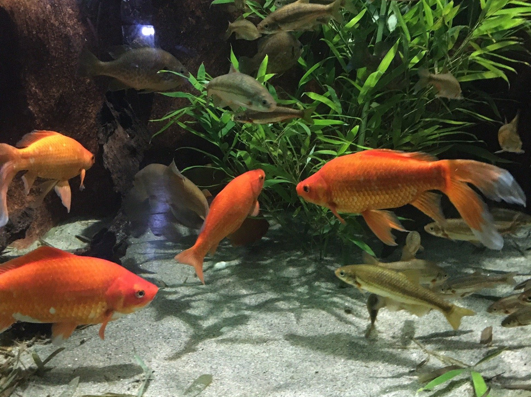 Aquamuseu景点图片