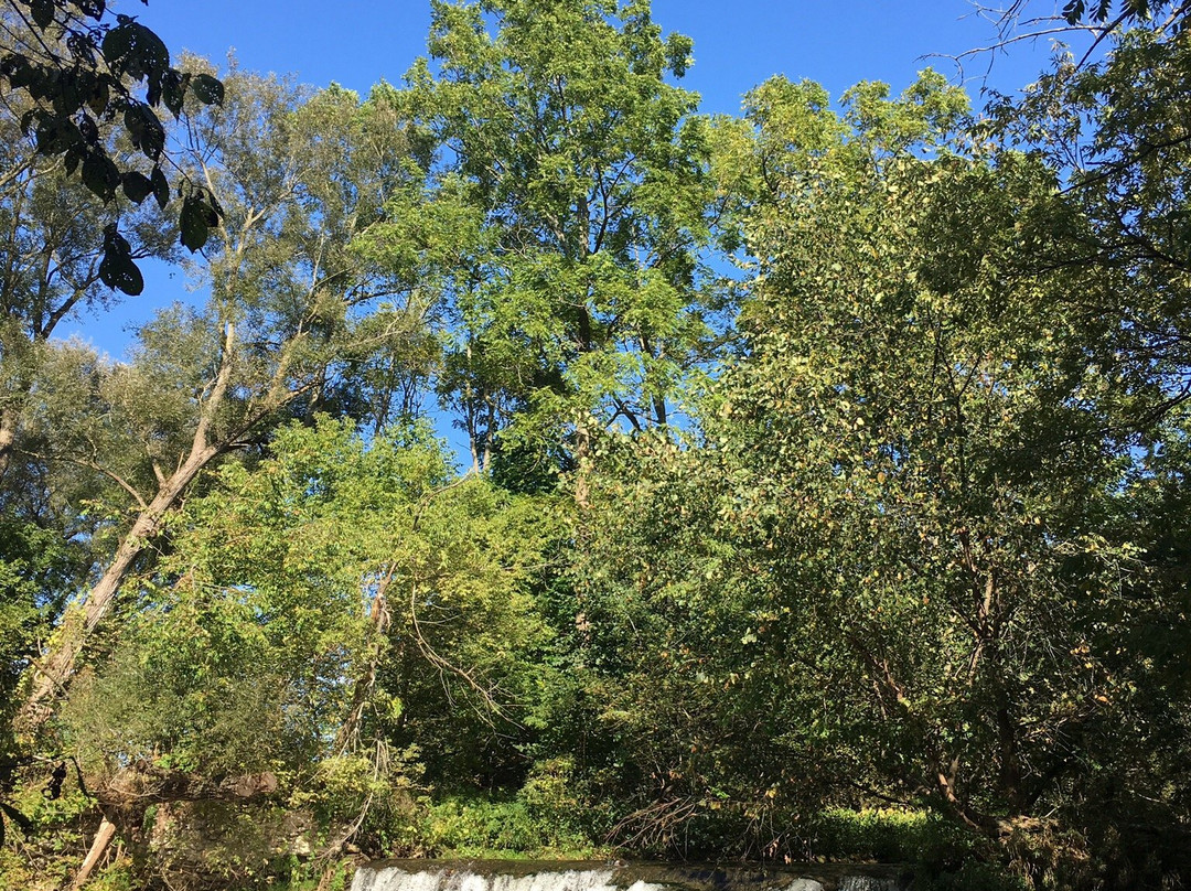 Lynn River Falls景点图片
