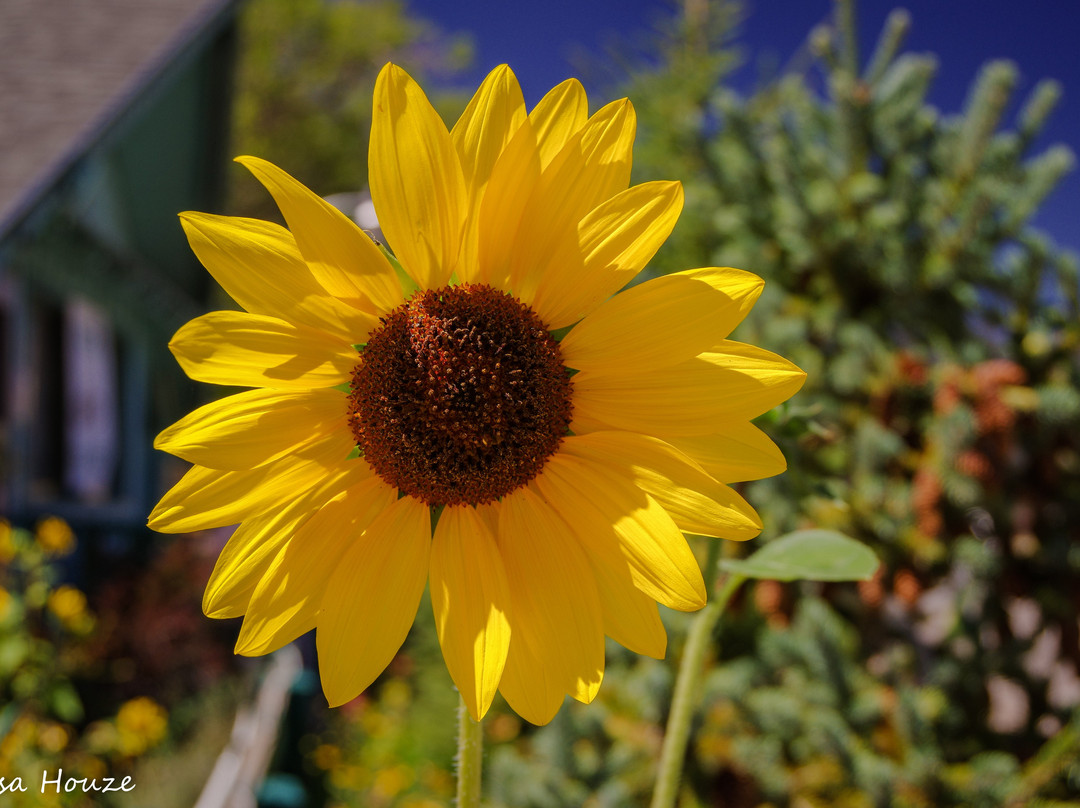 West Walker Motel主图