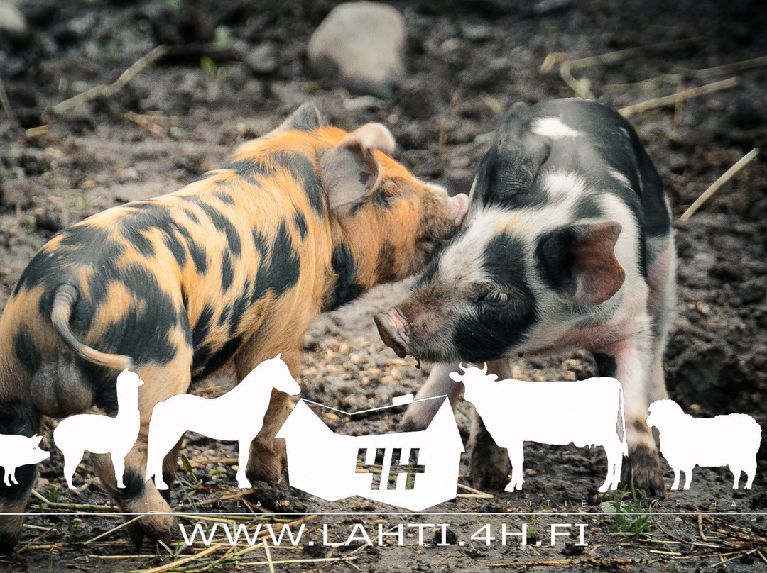 Yli-Marola 4H City Farm-拉赫蒂必去景点