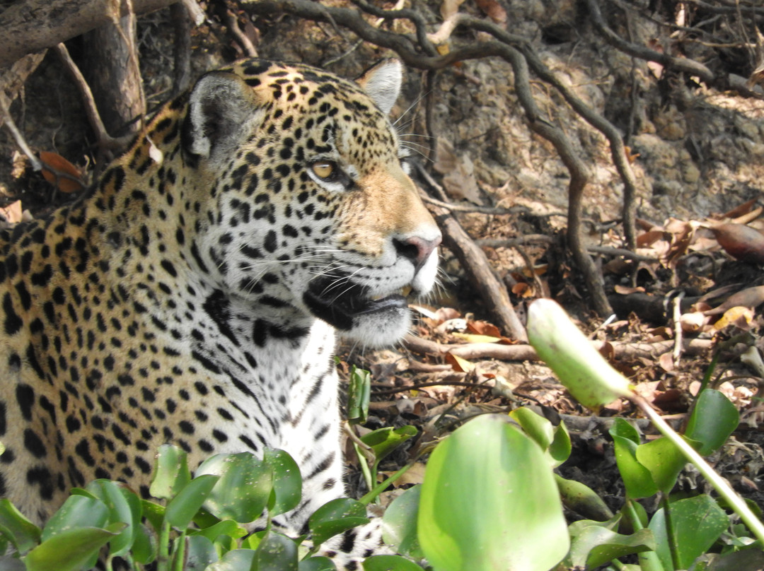 Wildlife Pantanal Tours景点图片