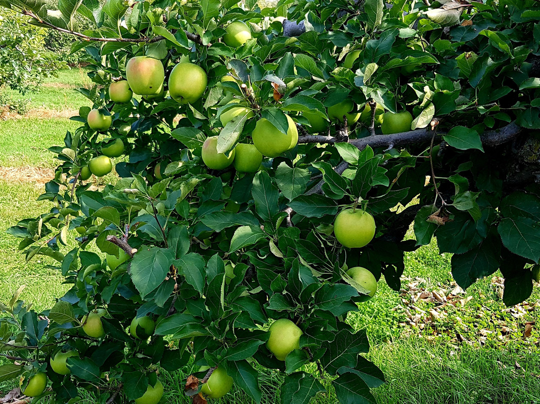 The Big'r Apple Farm-布兰普敦必去景点