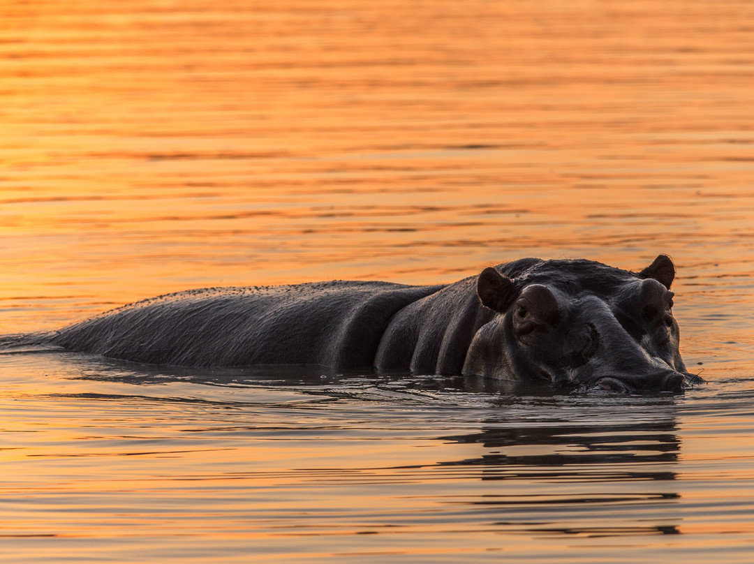 Shoreline Hippo and Croc Cruises-圣露西亚必去景点