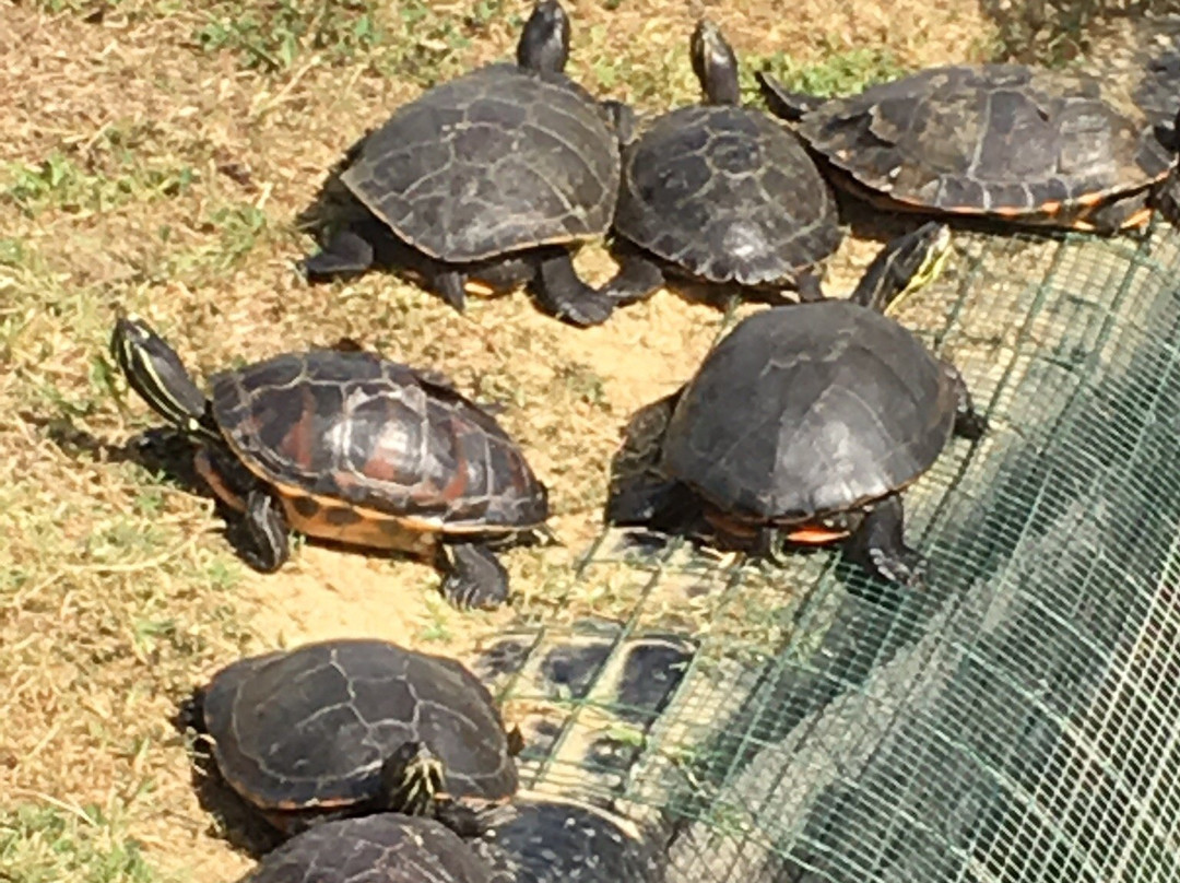 Le Refuge des Tortues-Bessieres必去景点