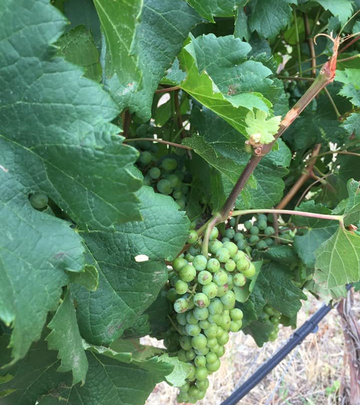 Wine Country Inn主图