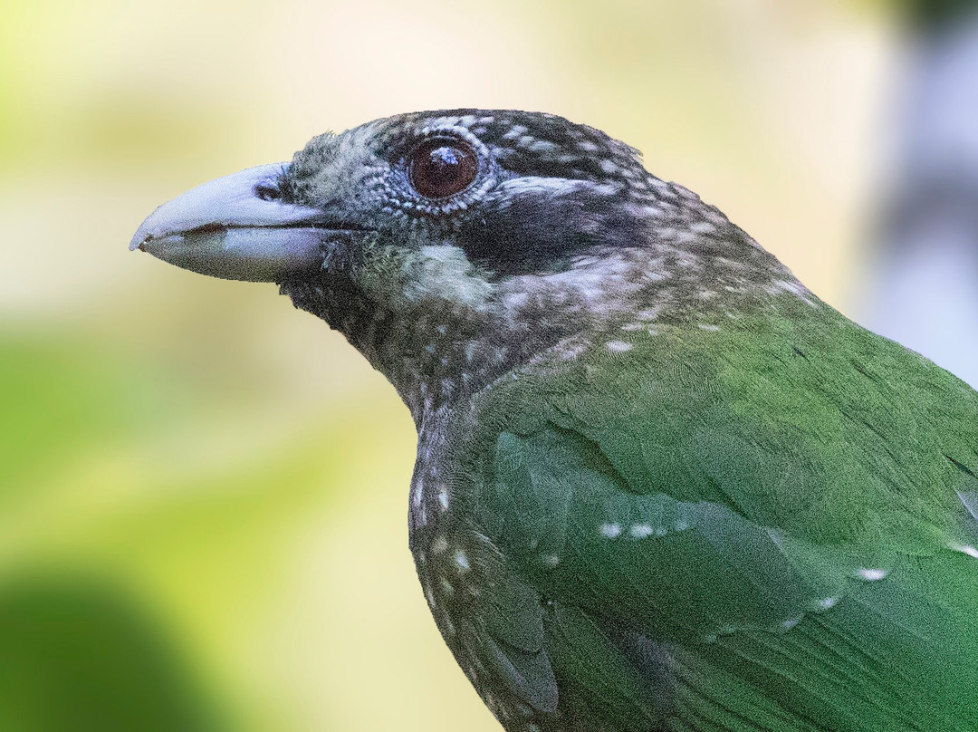 Birdwatching Tropical Australia-Mossman必去景点
