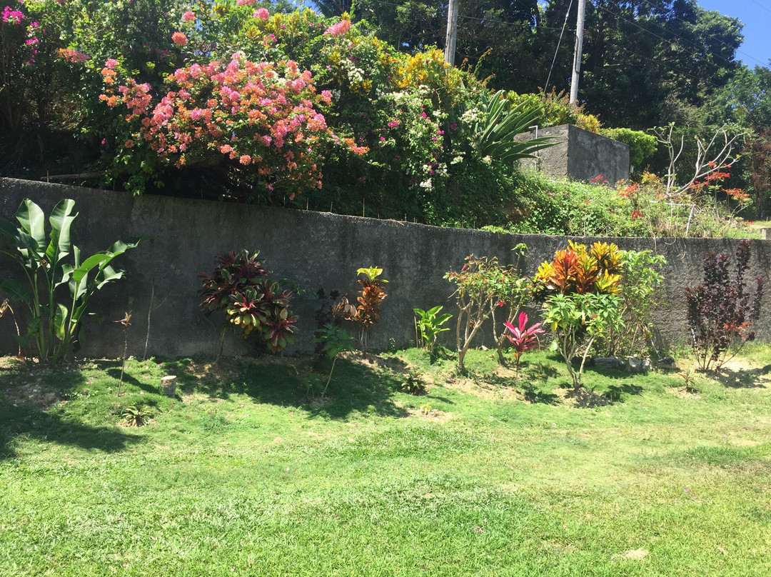 Teresinajamaica主图