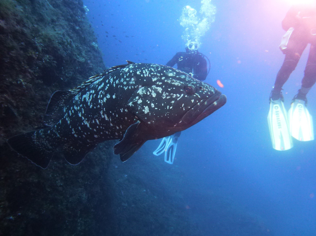 Elba Diving景点图片