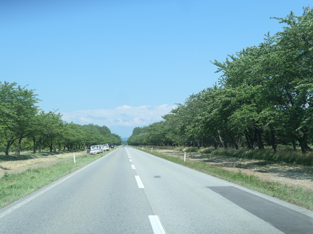 Nanohana Road景点图片