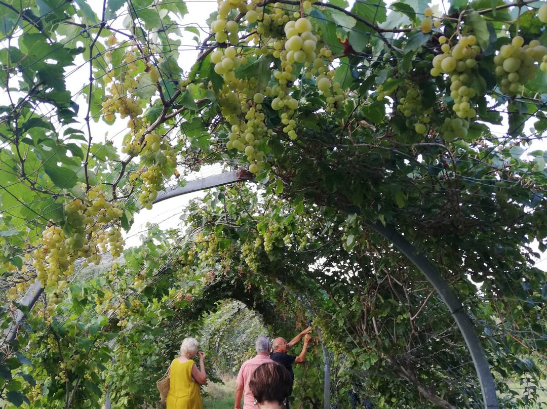 Le Jardin Botanique Frutier d'Avapessa-Avapessa必去景点