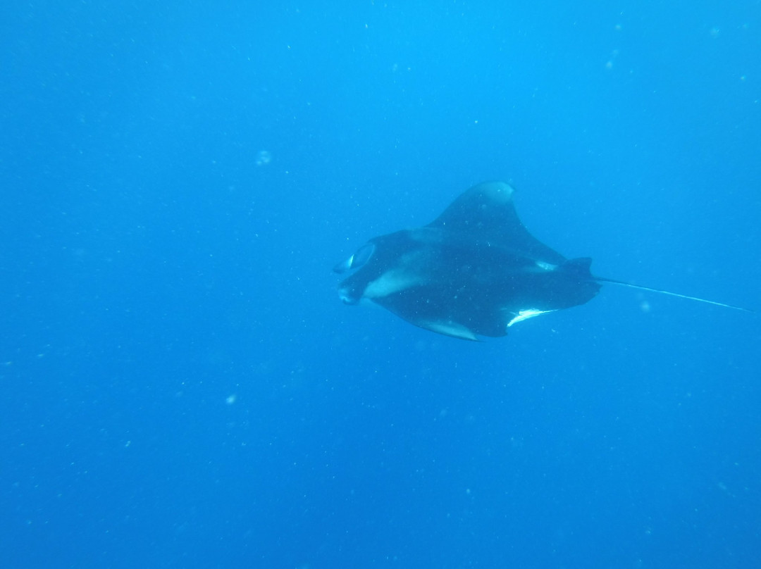 Diveoceanus Holiday Island Resort & Spa-Dhiffushi Island必去景点