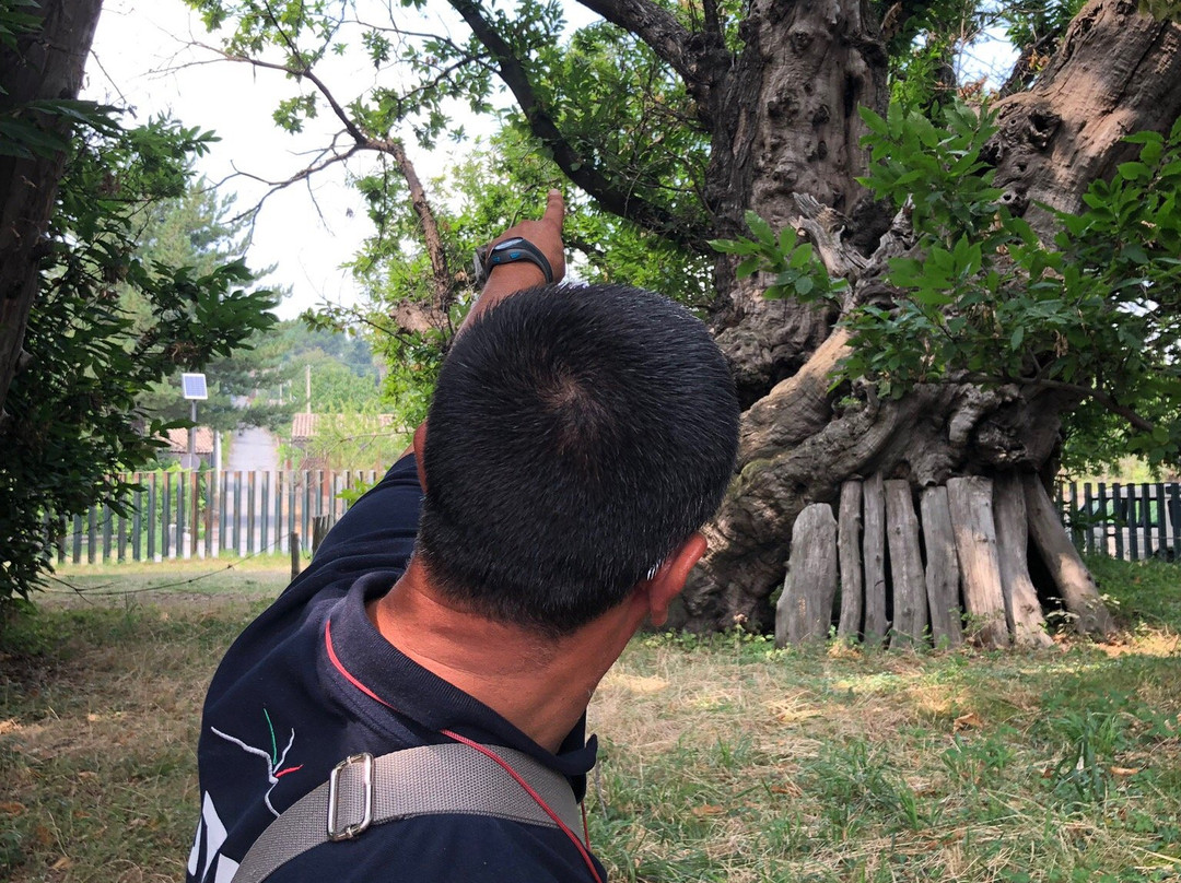 Hundred Horse Chestnut景点图片