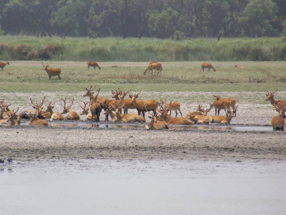 Shukla Phanta National Park景点图片