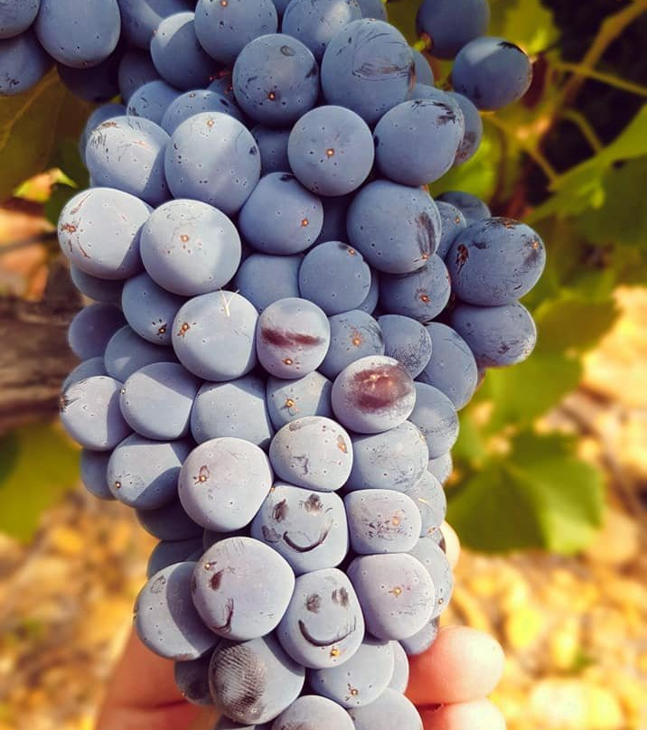 Domaine du Bois de Saint Jean-Jonquerettes必去景点