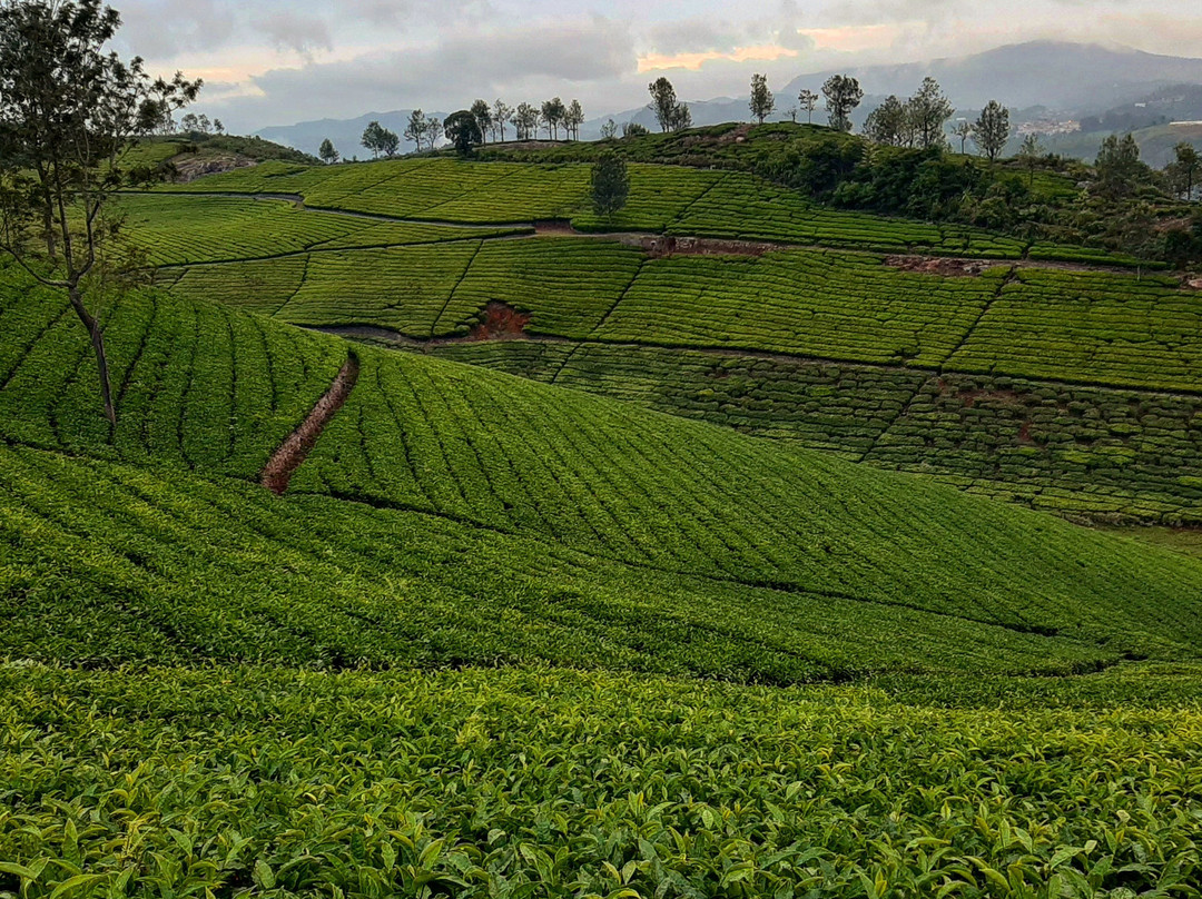 The Nilgiris District旅游攻略图片