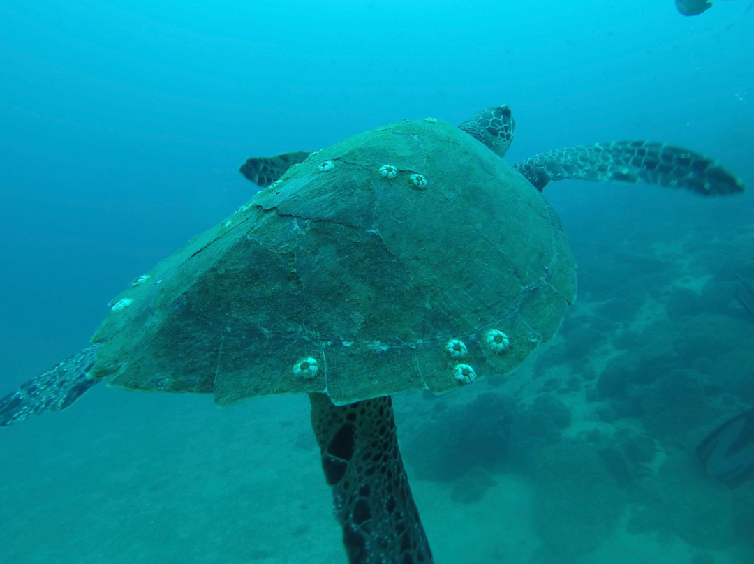 Deep Blue Diving Adventures景点图片