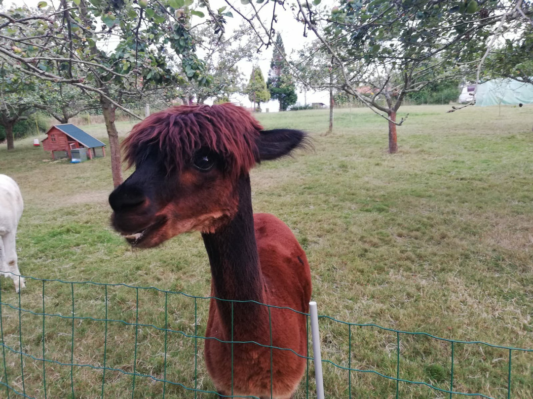 3 Alpacas主图