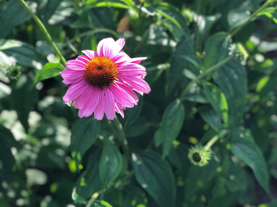 Nature Centre (Le Centre de la nature)-拉瓦尔必去景点