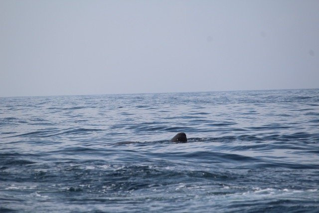 Holbox Whale Shark Tours景点图片