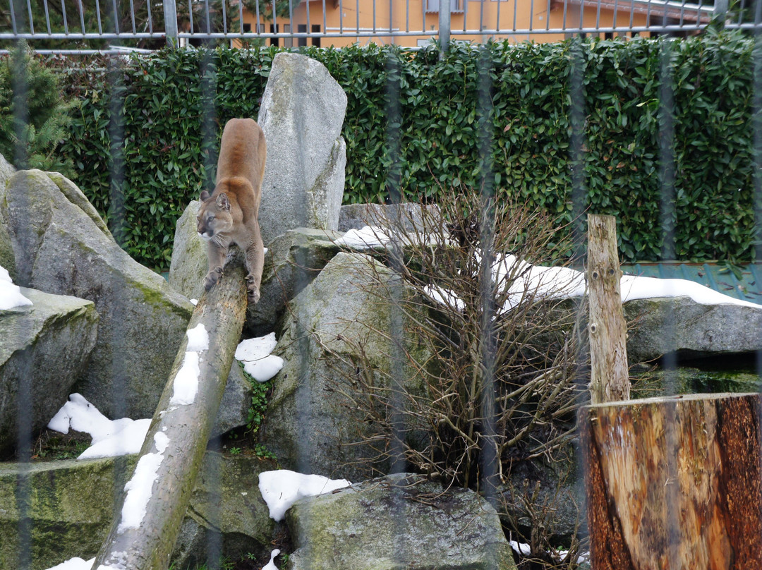 Cougar Mountain Zoo景点图片