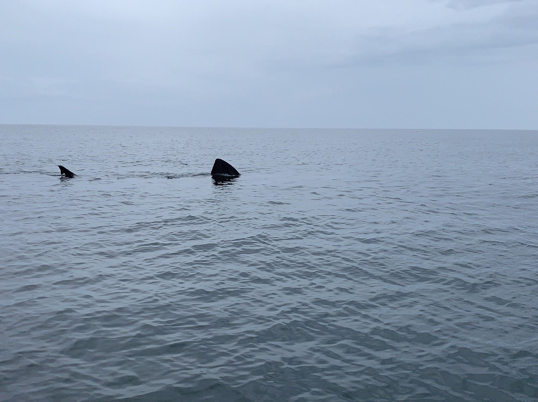 Hebridean Whale Cruises景点图片