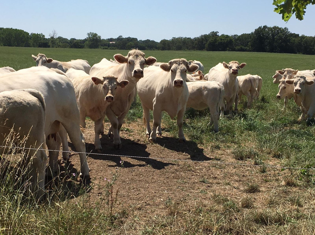 La Maison Du Cerf Le Poiray Urciers主图