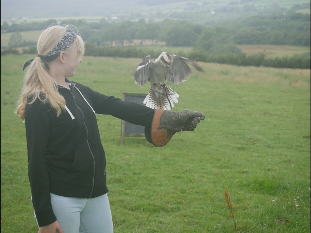 West Wales Falconry景点图片