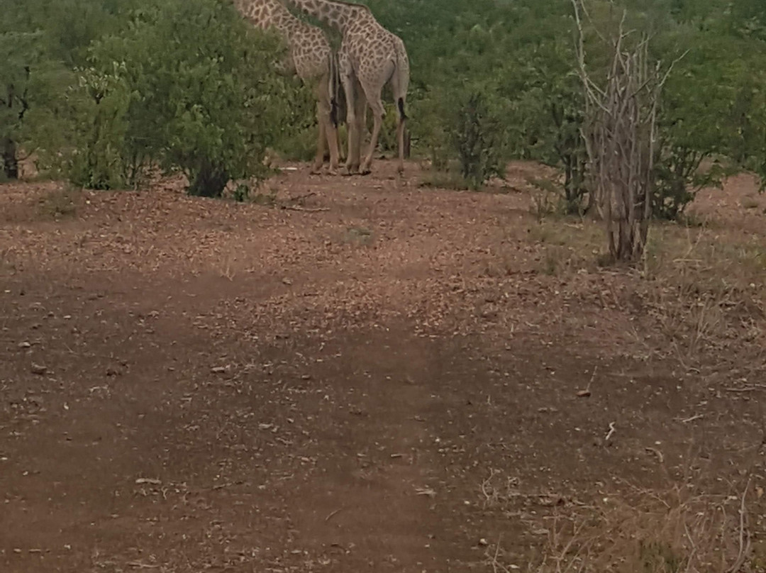 Bushtrackers-约翰内斯堡必去景点