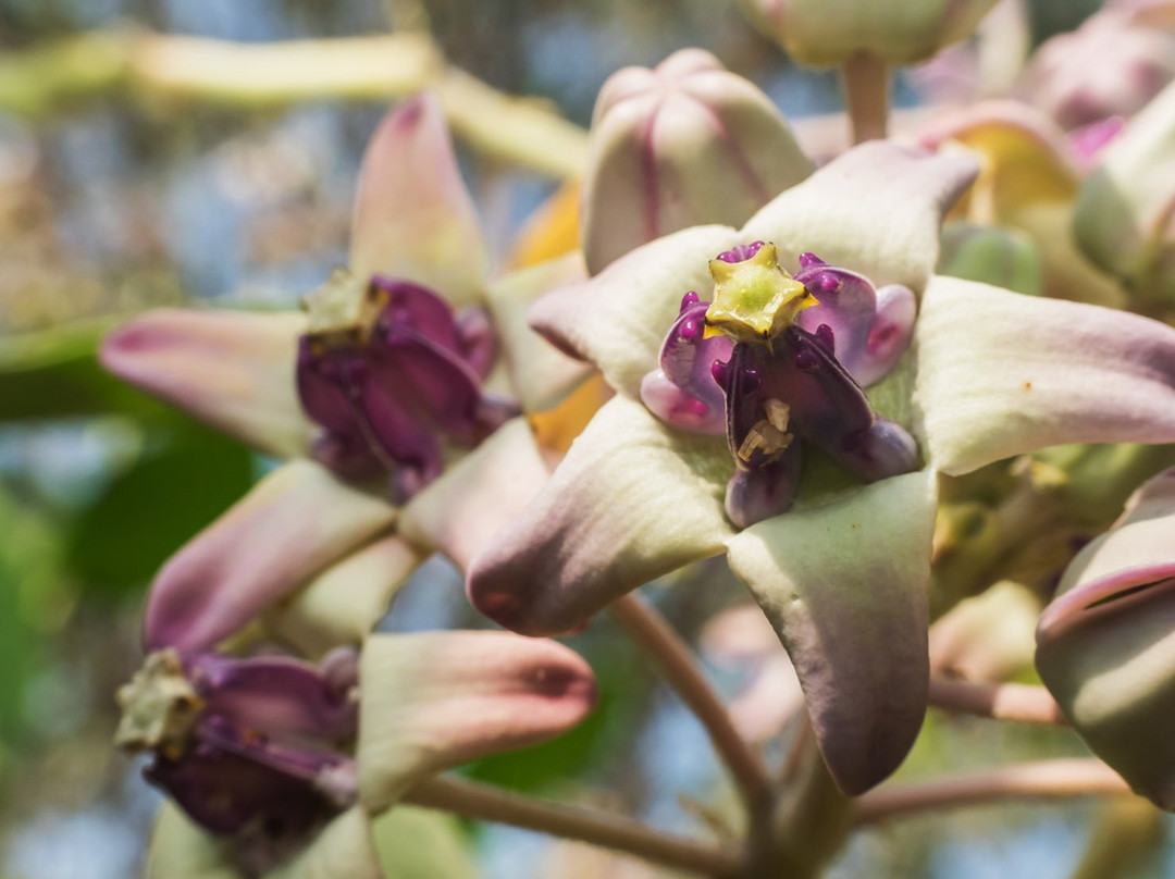 Mumbai Port Trust Garden-孟买必去景点