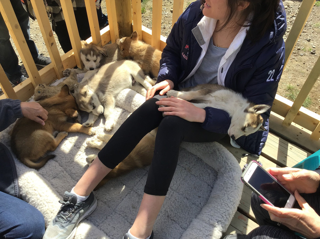 Tagish Lake Kennel-Tagish必去景点