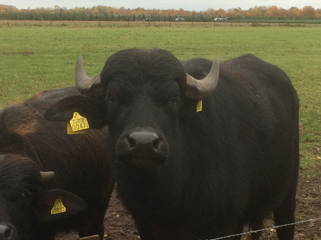 De Stoerderij Waterbuffels-Son en Breugel必去景点