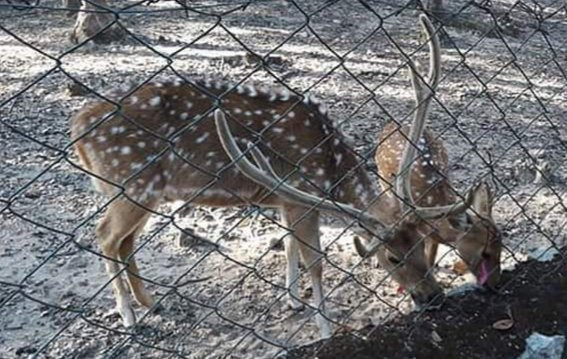 Deer Park景点图片