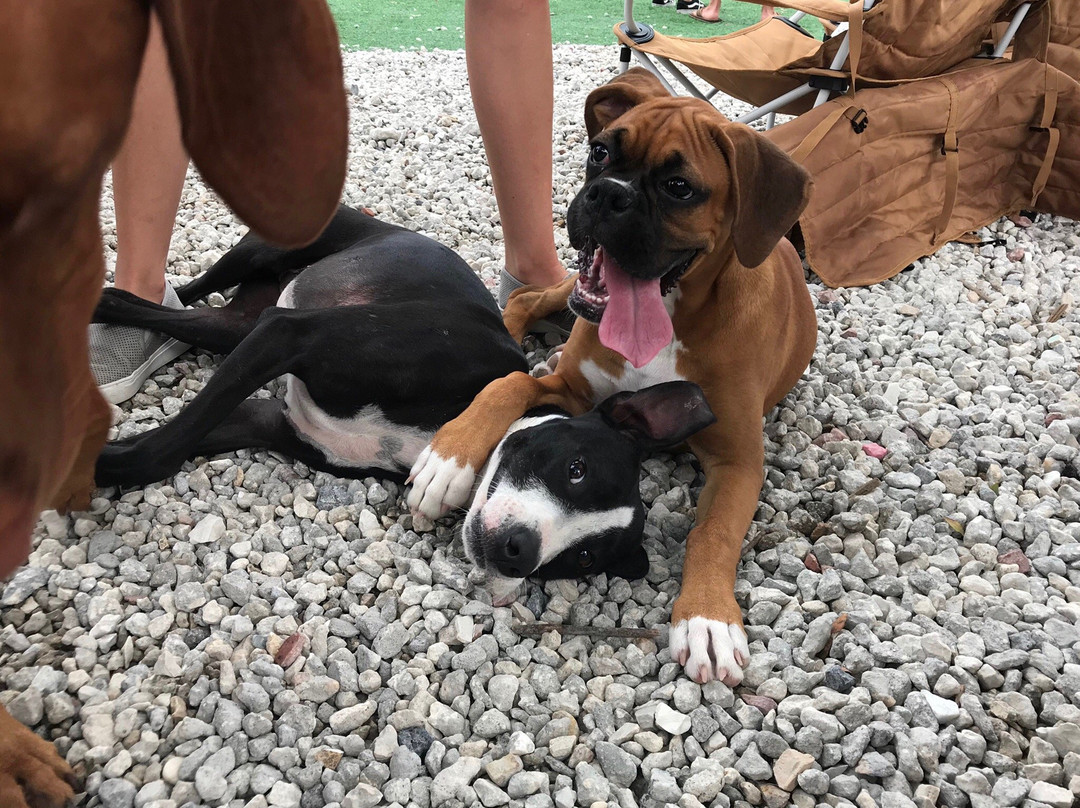 Nassau Humane Society Dog Park-费尔南迪纳岛必去景点