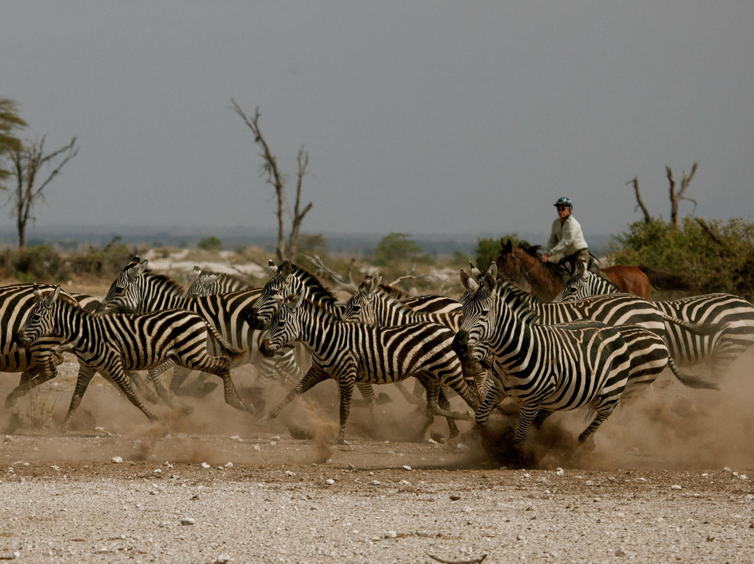 Kaskazi Horse Safaris-Usa River必去景点