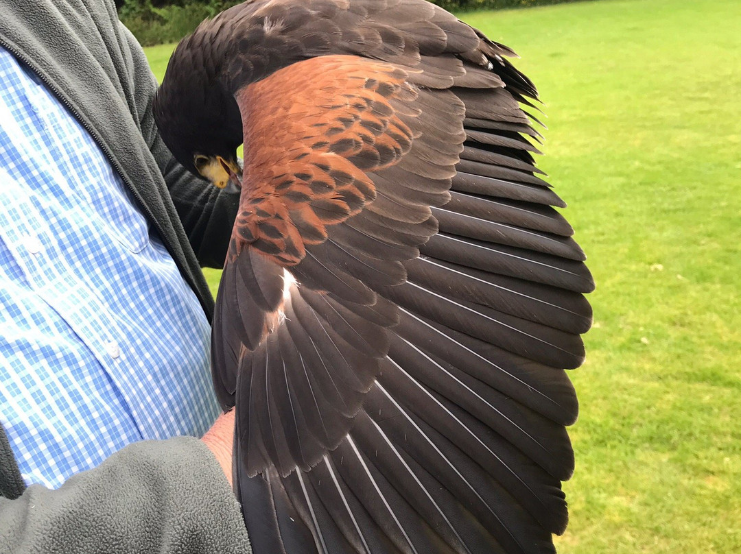 Phoenix Falconry-Blackford必去景点