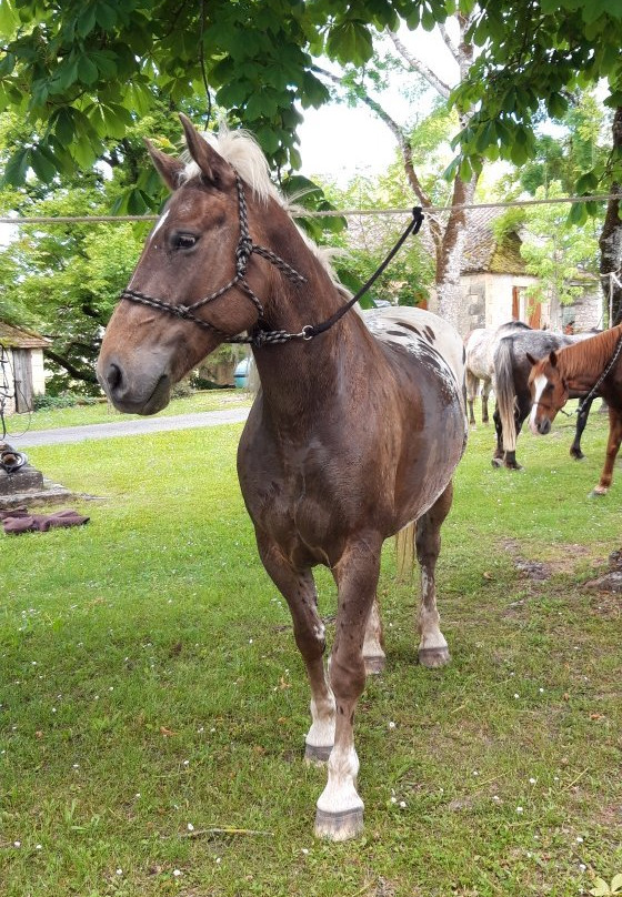 Chevaux des Bastides景点图片